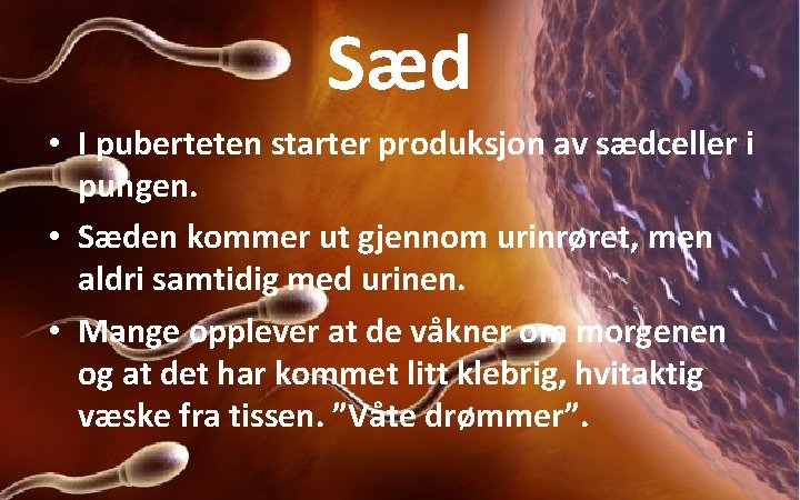 Sæd • I puberteten starter produksjon av sædceller i pungen. • Sæden kommer ut