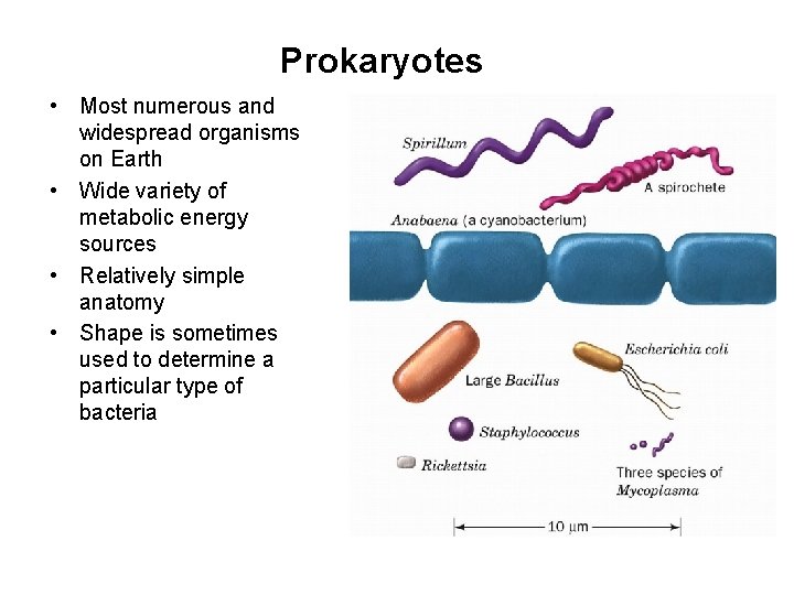 Prokaryotes • Most numerous and widespread organisms on Earth • Wide variety of metabolic
