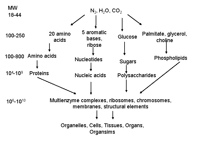 MW 18 -44 100 -250 N 2, H 2 O, CO 2 20 amino