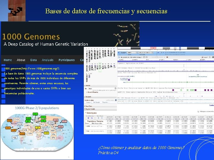 Bases de datos de frecuencias y secuencias 1000 genomes(http: //www. 1000 genomes. org/). La