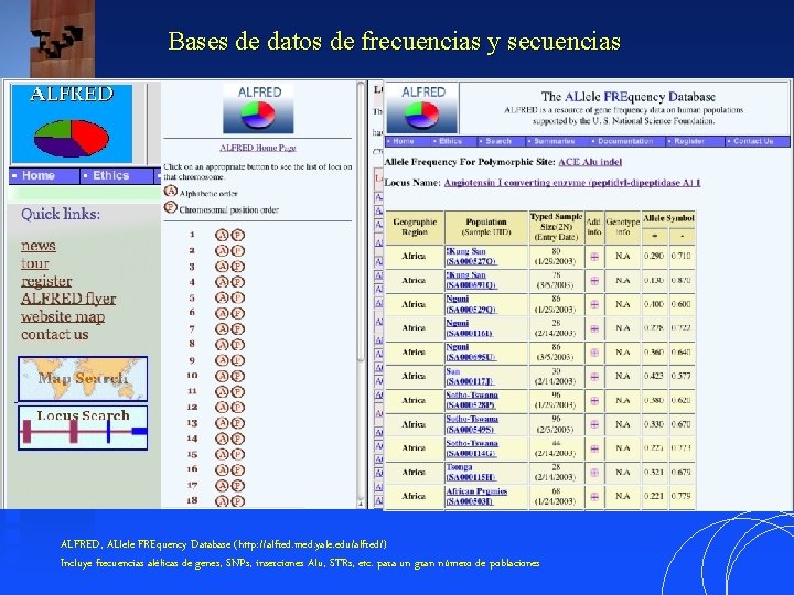 Bases de datos de frecuencias y secuencias ALFRED, ALlele FREquency Database (http: //alfred. med.