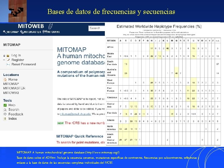 Bases de datos de frecuencias y secuencias MITOMAP A human mitochondrial genome database (http: