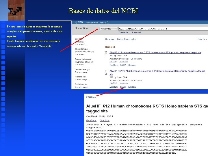 Bases de datos del NCBI En esta base de datos se encuentra la secuencia