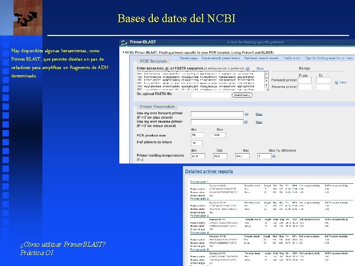 Bases de datos del NCBI Hay disponibles algunas herramientas, como Primer-BLAST, que permite diseñar