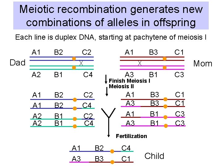 Meiotic recombination generates new combinations of alleles in offspring Each line is duplex DNA,