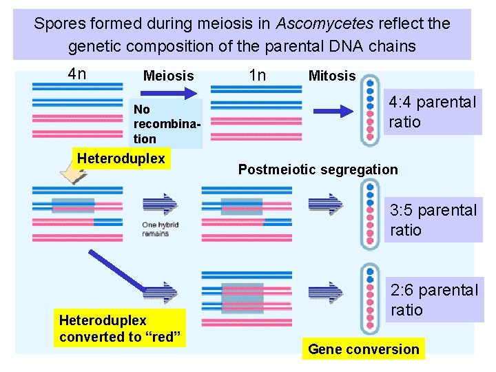 Spores formed during meiosis in Ascomycetes reflect the genetic composition of the parental DNA