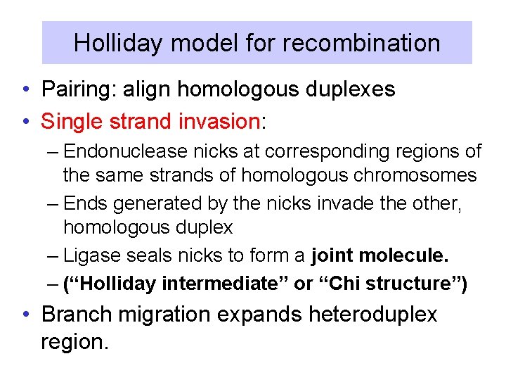 Holliday model for recombination • Pairing: align homologous duplexes • Single strand invasion: –