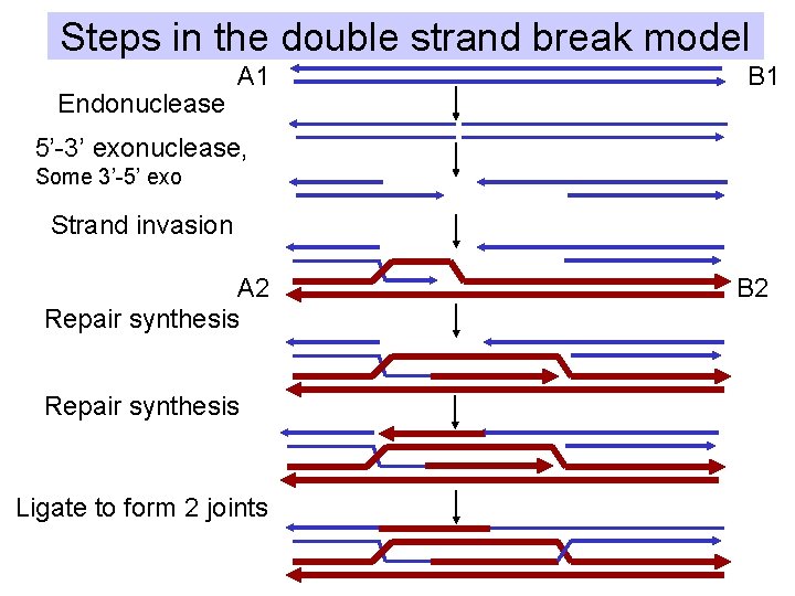 Steps in the double strand break model Endonuclease A 1 B 1 5’-3’ exonuclease,