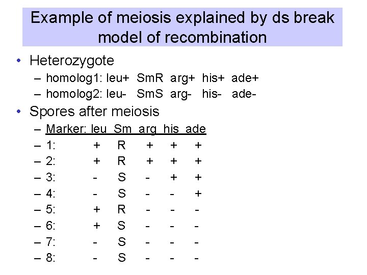 Example of meiosis explained by ds break model of recombination • Heterozygote – homolog