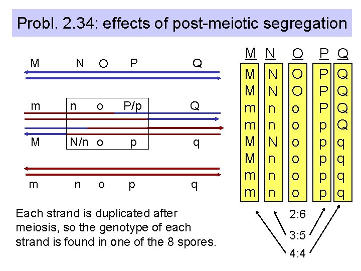 Probl. 2. 34: effects of post-meiotic segregation M N O P Q o P/p