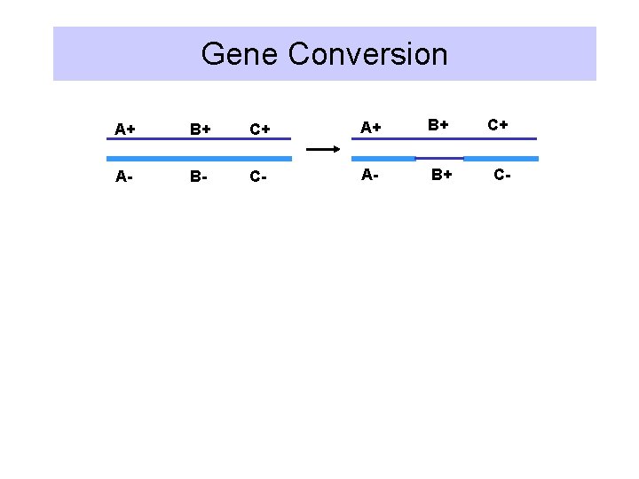 Gene Conversion A+ B+ C+ A- B- C- A- B+ C- 