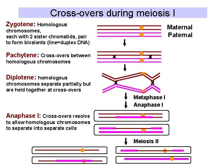 Cross-overs during meiosis I Zygotene: Homologous Maternal Paternal chromosomes, each with 2 sister chromatids,