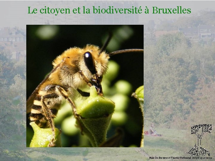 Le citoyen et la biodiversité à Bruxelles Biodiversité Marc De Brouwer et Thérèse Verteneuil