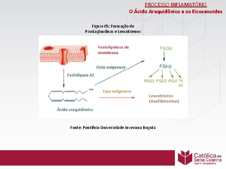 PROCESSO INFLAMATÓRIO O Ácido Araquidônico e os Eicosanoides Figura 05: Formação de Prostaglandinas e