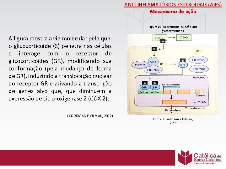 ANTI-INFLAMATÓRIOS ESTEROIDAIS (AIES) Mecanismo de ação Figura 06: Mecanismo de ação dos glicocorticoides A