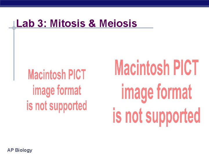 Lab 3: Mitosis & Meiosis AP Biology 