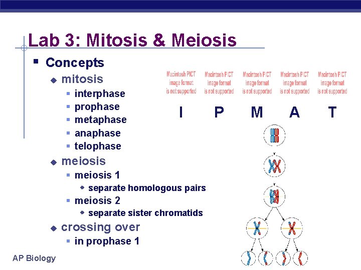 Lab 3: Mitosis & Meiosis § Concepts u mitosis § § § u interphase