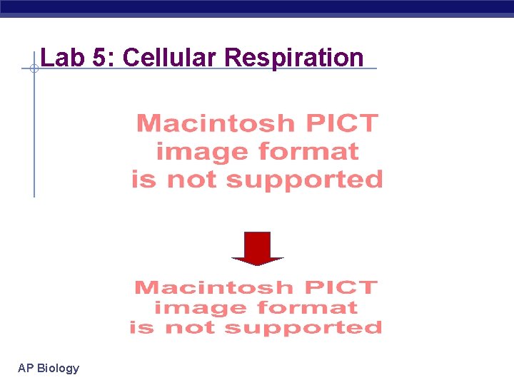 Lab 5: Cellular Respiration AP Biology 