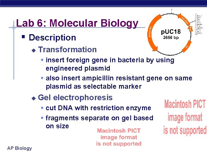 Lab 6: Molecular Biology § Description u Transformation § insert foreign gene in bacteria