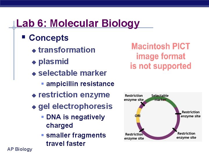 Lab 6: Molecular Biology § Concepts transformation u plasmid u selectable marker u §