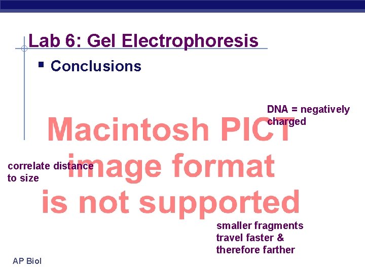 Lab 6: Gel Electrophoresis § Conclusions DNA = negatively charged correlate distance to size