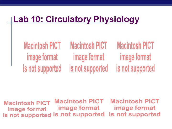 Lab 10: Circulatory Physiology AP Biology 