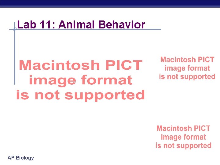 Lab 11: Animal Behavior AP Biology 