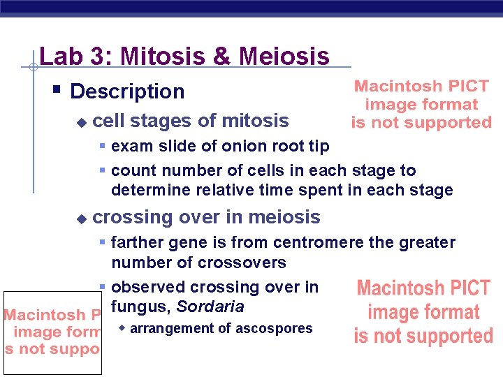 Lab 3: Mitosis & Meiosis § Description u cell stages of mitosis § exam