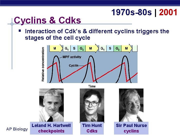 1970 s-80 s | 2001 Cyclins & Cdks § Interaction of Cdk’s & different