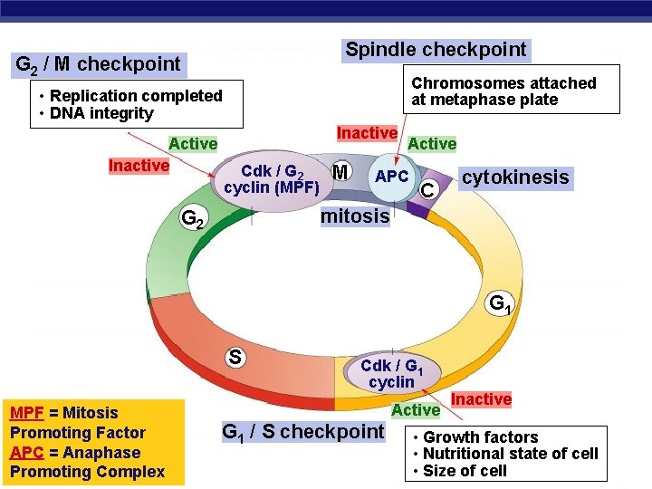 Spindle checkpoint G 2 / M checkpoint Chromosomes attached at metaphase plate • Replication