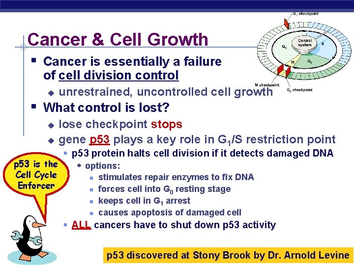 Cancer & Cell Growth § Cancer is essentially a failure of cell division control