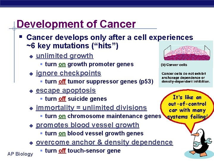 Development of Cancer § Cancer develops only after a cell experiences ~6 key mutations