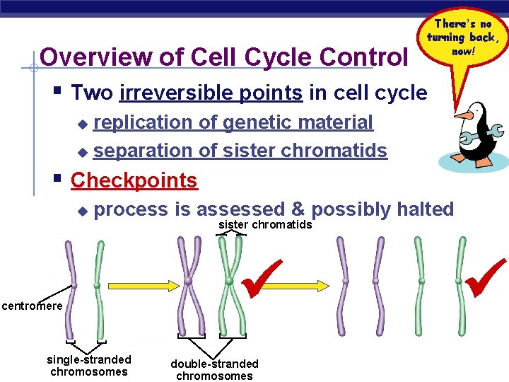 There’s no turning back, now! Overview of Cell Cycle Control § Two irreversible points