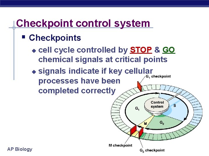 Checkpoint control system § Checkpoints cell cycle controlled by STOP & GO chemical signals