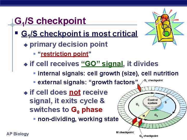 G 1/S checkpoint § G 1/S checkpoint is most critical u primary decision point