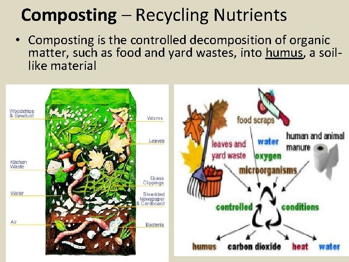 Composting – Recycling Nutrients • Composting is the controlled decomposition of organic matter, such