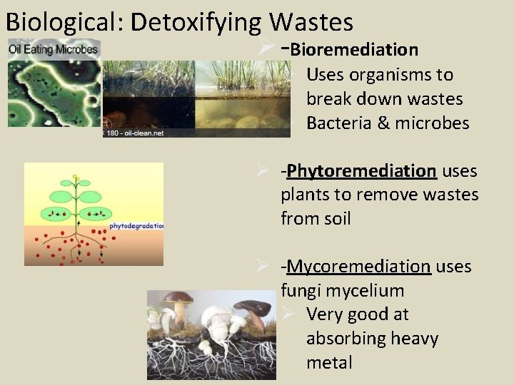 Biological: Detoxifying Wastes Ø -Bioremediation Ø Uses organisms to break down wastes Ø Bacteria