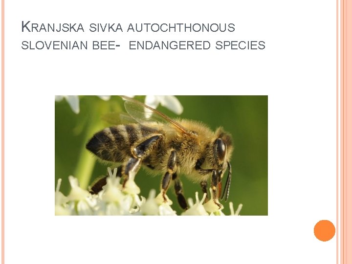 KRANJSKA SIVKA AUTOCHTHONOUS SLOVENIAN BEE- ENDANGERED SPECIES 