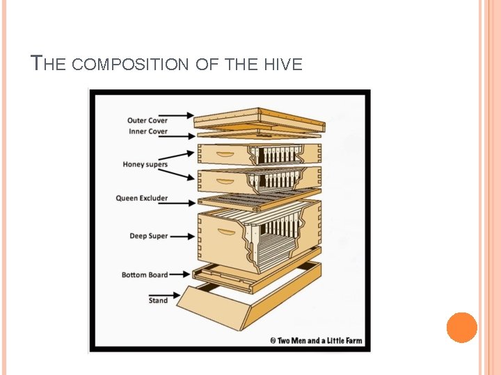 THE COMPOSITION OF THE HIVE 