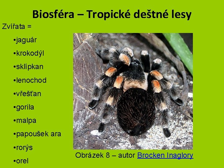 Biosféra – Tropické deštné lesy Zvířata = • jaguár • krokodýl • sklípkan •