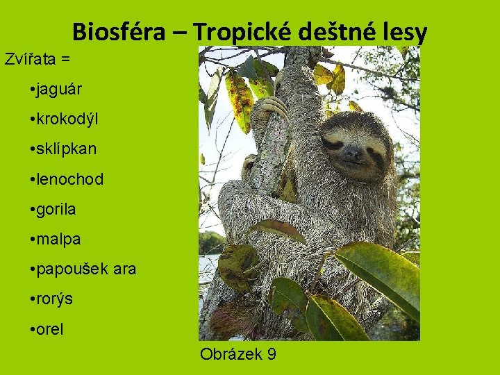 Biosféra – Tropické deštné lesy Zvířata = • jaguár • krokodýl • sklípkan •