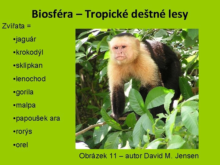 Biosféra – Tropické deštné lesy Zvířata = • jaguár • krokodýl • sklípkan •