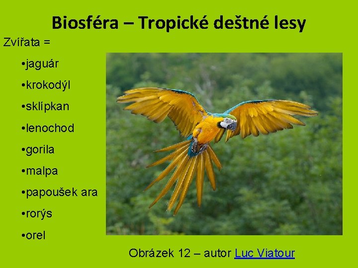 Biosféra – Tropické deštné lesy Zvířata = • jaguár • krokodýl • sklípkan •