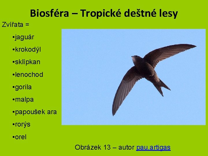 Biosféra – Tropické deštné lesy Zvířata = • jaguár • krokodýl • sklípkan •