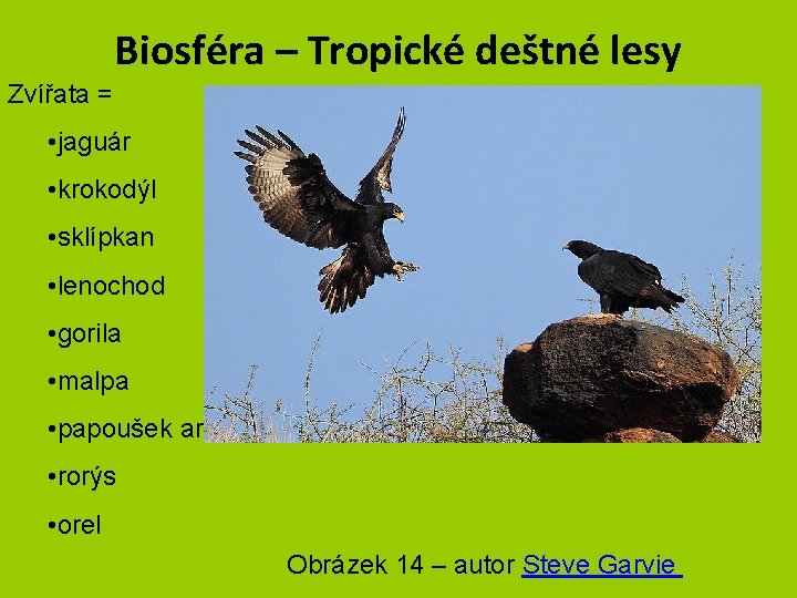 Biosféra – Tropické deštné lesy Zvířata = • jaguár • krokodýl • sklípkan •