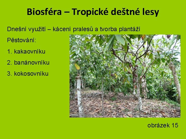 Biosféra – Tropické deštné lesy Dnešní využití – kácení pralesů a tvorba plantáží Pěstování: