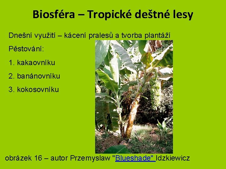Biosféra – Tropické deštné lesy Dnešní využití – kácení pralesů a tvorba plantáží Pěstování:
