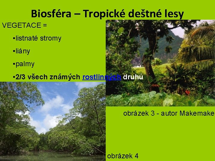 Biosféra – Tropické deštné lesy VEGETACE = • listnaté stromy • liány • palmy