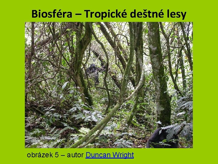 Biosféra – Tropické deštné lesy obrázek 5 – autor Duncan Wright 