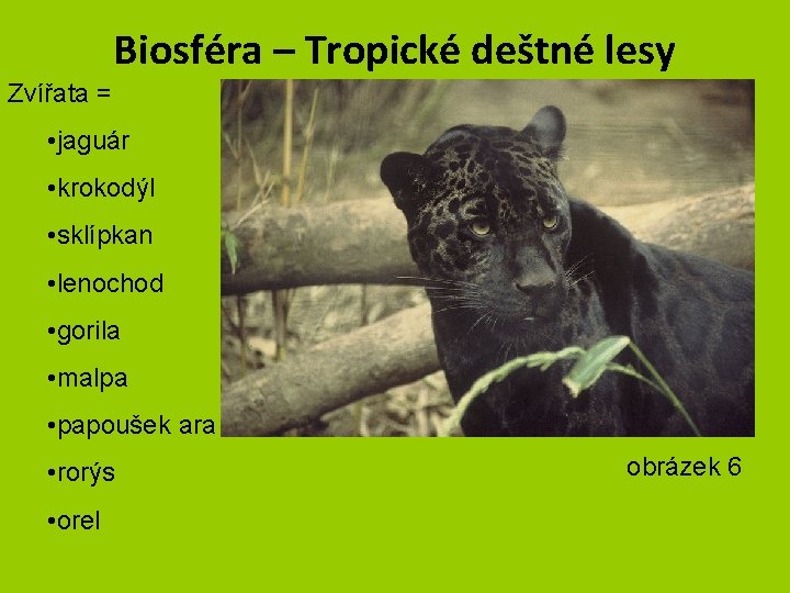 Biosféra – Tropické deštné lesy Zvířata = • jaguár • krokodýl • sklípkan •